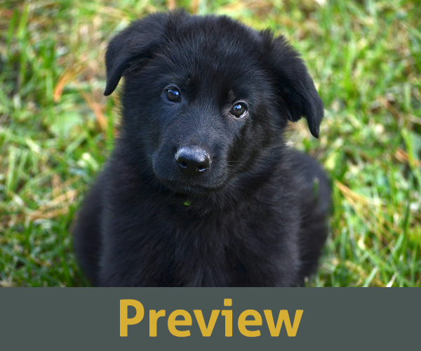 red and black short coat european showline German Shepherd Puppy for Sale in Maryland, Pennsyvania, West Virginia, Virginia, East Coast, the best German Shepherd breeder in the USA